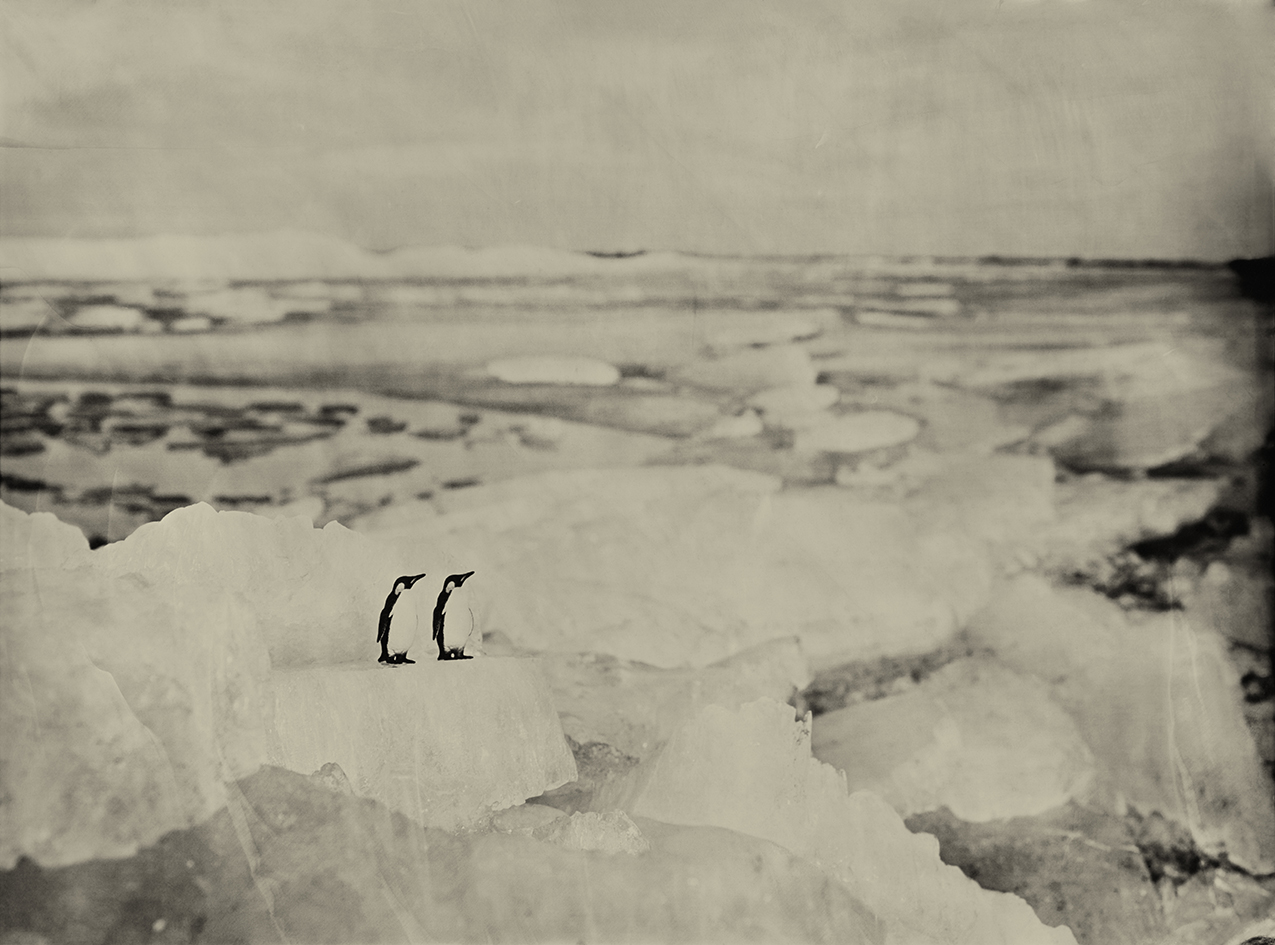 Emperor Penguins Drift ice Hindeloopen Holland